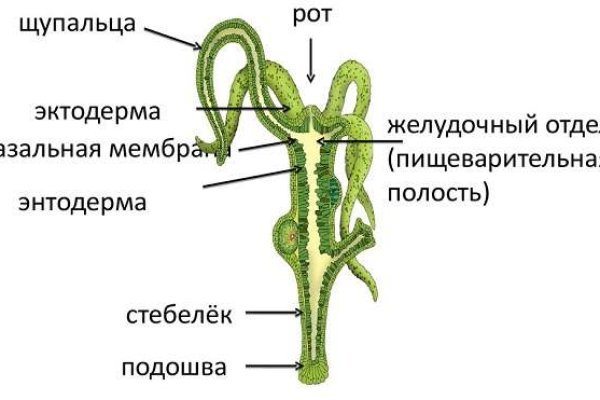 Kraken зеркало